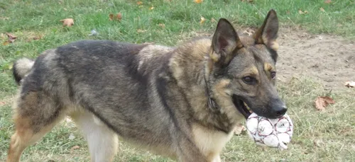 A la SPA de Compiègne, Noël n'est pas terminé