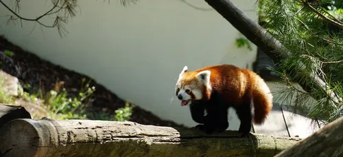 Emploi : en Belgique, Paira Daiza lance une grande campagne de...