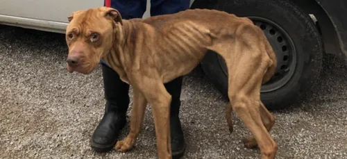 Boulogne-sur-Mer : solidarité autour de Mowgli, le chien sauvé de...