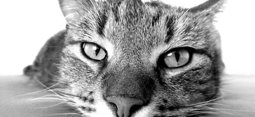 Tergnier (02) : enquête sur un tueur en série de chats