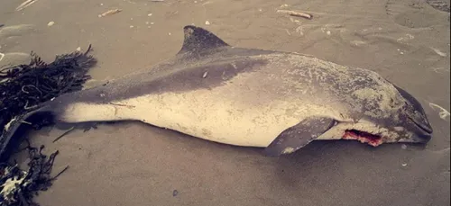 Quend (80) : un marsouin retrouvé échoué sur la plage