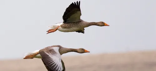 La chasse aux oies est ouverte dans l'Oise