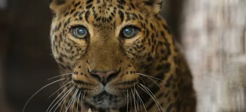 Pairi Daiza : le parc annonce la mort de Nalli, le léopard de 22 ans