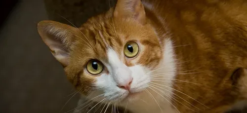 C'est la « Saint-Valentin des animaux » dans les refuges de la SPA...