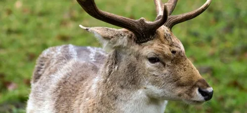 Biche égorgée à Saint-Gobain : une pétition récolte 100 000 signatures