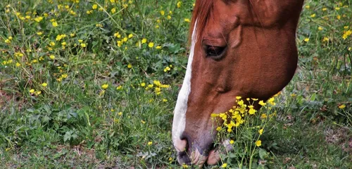 Un cheval retrouvé mort de faim et de soif dans l'Aisne
