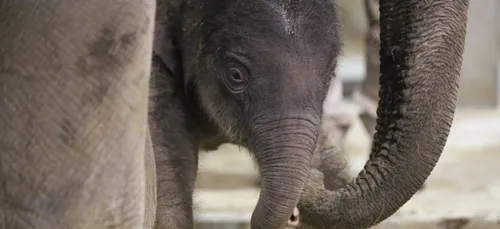 Carnet rose à Pairi Daiza : naissance d'un éléphanteau au sein du...