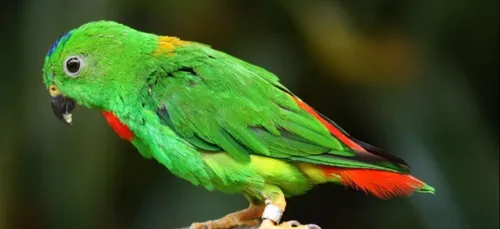 Les perruches ont élu domicile à Lille