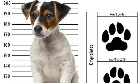 Stop aux déjections canines à Chantilly !