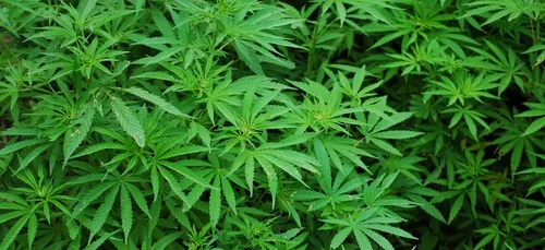 Mille pieds de cannabis saisis dans une maison à Tourcoing