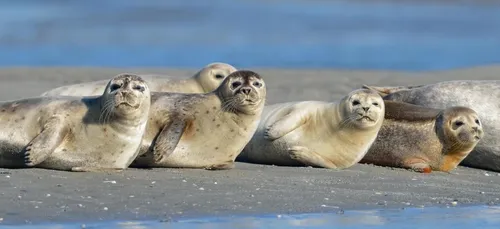 Picardie Nature recherche des bénévoles pour surveiller les phoques