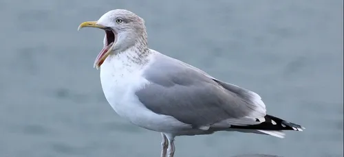 A Cayeux-sur-Mer, vous risquez 68€ d'amende si vous nourrissez les...