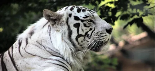 Réouverture du zoo de Maubeuge ce samedi