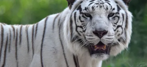 Maubeuge : Radja, tigresse du zoo, est morte à l'âge de 16 ans
