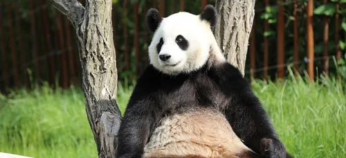 Belgique : Pairi Daiza élu «Meilleur parc zoologique d’Europe»