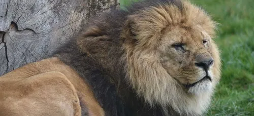 Bellewaerde rouvre ses portes ce week-end avec un nouveau pensionnaire