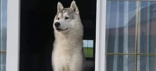 Marche blanche et enquête pour le husky tué dans l'Oise