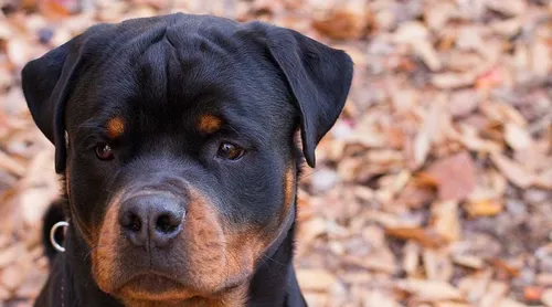 Esquennoy (60) : une fillette de 3 ans grièvement blessée par un chien