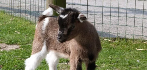 Fort-Mardyck : votez pour le nom des trois chevreaux nés dans le...