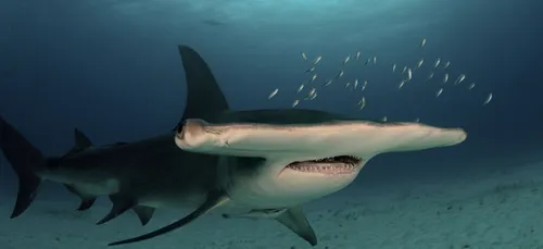 Boulogne-Sur-Mer : le tout dernier requin marteau de Nausicaà est mort