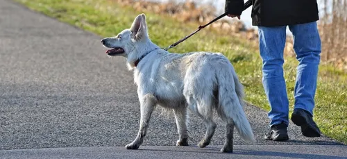 A Merlimont, les chiens doivent être impérativement tenus en laisse