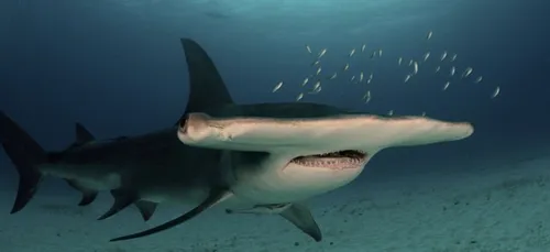 Mort des requins-marteaux : Sea Shepherd porte plainte contre Nausicaà