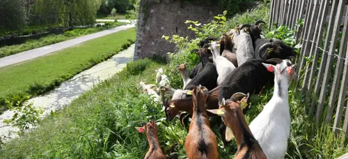 Des chèvres et des moutons pour tondre à Lille
