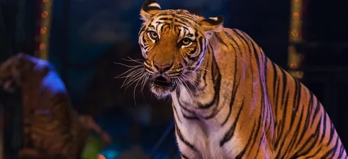 Les cirques avec animaux ne sont plus les bienvenus à Béthune