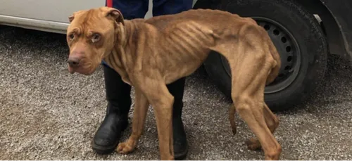 Boulogne-sur-Mer : le propriétaire de Mowgli reconnu coupable...