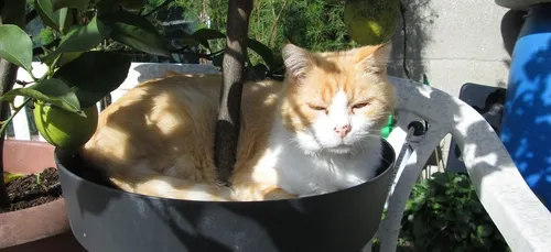 Cambrai : un chat tué, probablement à coups de fusil