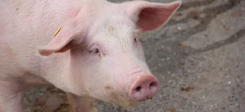 Ils font rentrer un cochon dans le lycée : la direction annule le...