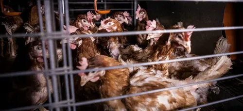 Un élevage de poules ravagé par les flammes