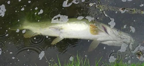 Crépy-en-Valois (60) : pollution dans l'eau du parc de Géresme