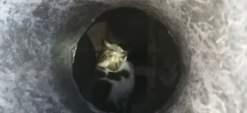 Un chat sauvé par les pompiers après 15 jours dans une cheminée