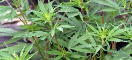 Roubaix : une culture de cannabis découverte dans une maison