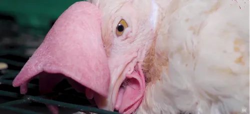 L214 dénonce un élevage de poules d'un groupe basé dans le...