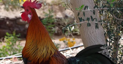 Les coqs chantent trop tôt pour les voisins