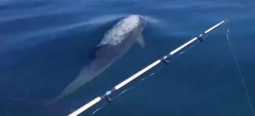 Des dauphins filmés dans les eaux du Boulonnais (vidéo)