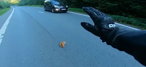 Vidéo : un chaton sauvé par un motard sur l'autoroute