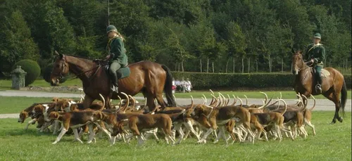 Un chasseur tombe de cheval, il accuse un militant anti vénerie...