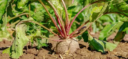 Inquiétude sur la campagne betteravière