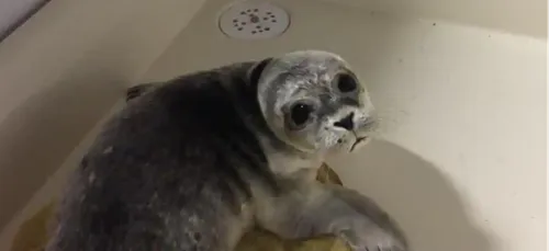 Wimereux : un phoque secouru sur la plage