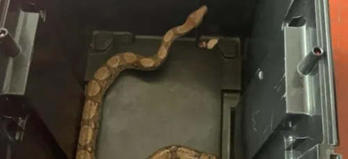 Somme : un boa constrictor retrouvé dans l'étang d'Aveluy