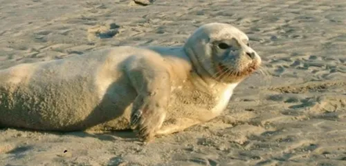Malo : un bébé phoque frappé à coups de pied par un pêcheur
