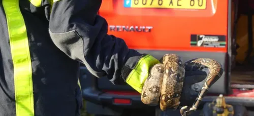 Le propriétaire des boas retrouvés à Aveluy a été interpellé.