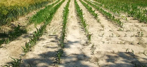 Sécheresse : situation toujours préoccupante dans l'Oise