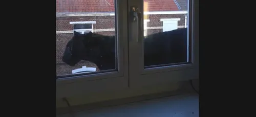 Une panthère sur les toits d'Armentières