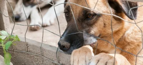 Hesdin : une jeune femme condamnée pour avoir abandonné son chien...