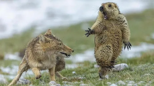 L'incroyable photo animalière de l'année 2019