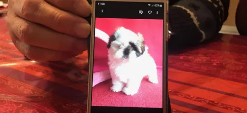 Hauts-de-France : attention aux arnaques aux animaux de compagnie